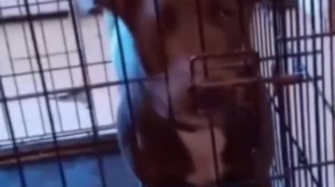 This dog Really said "No you Aint"