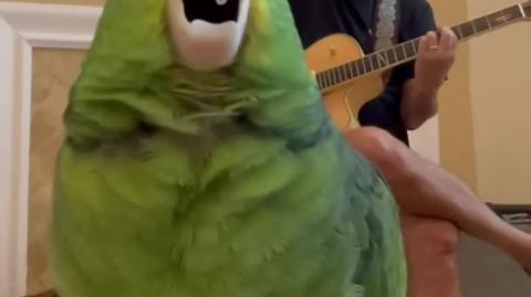 This Bird sings its ass off...