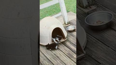 Feral Mama Cat Brought Babies to Our Porch!