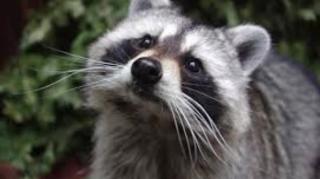 A fantasia das mulheres atuais e suas mágoas, o preço da mulher, Raccooning raccoon