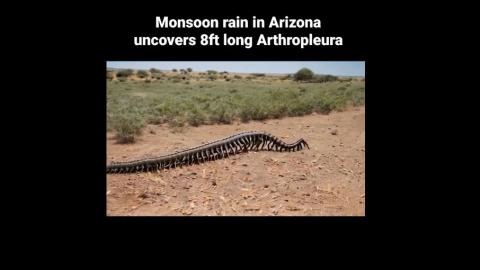 I wonder how they fuck