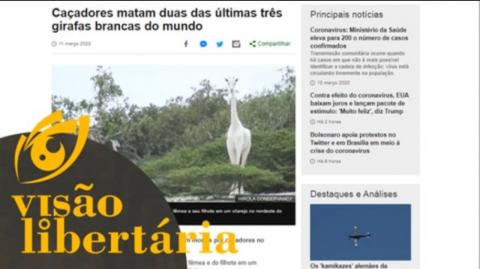 Caçadores matam duas das últimas três girafas brancas do mundo | VL - 16/03/20 | ANCAPSU