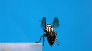 Filming this changed how I see WASPS