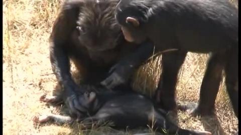Chimpanzee mother learns about her dead infant
