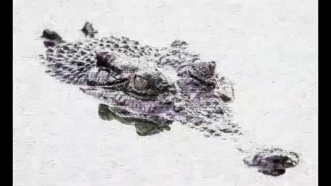 Lei ambientalista multiplicou crocodilos assassinos na Austrália (Luis Dufaur)