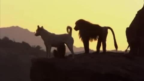 Baboons kidnap and raise feral dogs as pets