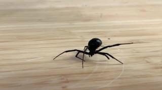 Is Black Widow Silk Stronger Than Steel