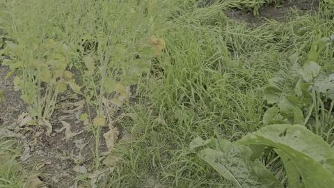 Styxhexenhammer Garden Update 7/29/2024