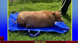 Obese Dog
