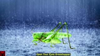 Open Your Eyes Grasshopper