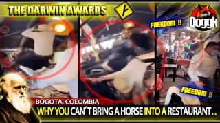 DARWIN AWARDS : WHY YOU CAN'T BRING A HORSE INTO A RESTAURANT.. (BOGOTA, COLOMBIA) >> DUMB & FUNNY !! ^^