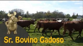 E o prêmio Sr. Bovino Gadoso de Abril de 2020 vai para... | 25/04/20 | ANCAPSU