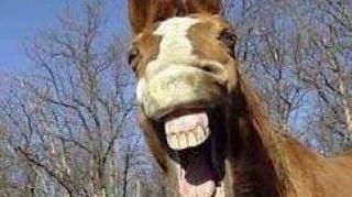 Só burro se submete aos outros voluntariamente!