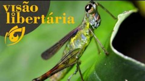 Surto de gafanhotos que já perdura mais de 3 meses | Visão Libertária - 20/04/20 | ANCAPSU