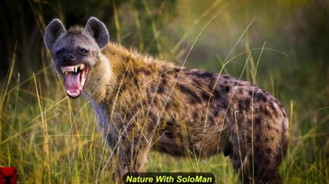 Nature With SoloMan