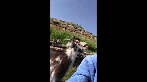 Things That Make You Go Daaamn 50 - Animal Time Again