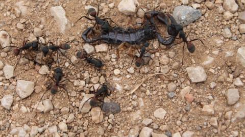 Bullying - Aprenda a Revidar!