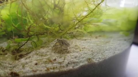 Six Years Ago I Put Sea Water, Sand and Sea Plants in a Jar and This Happened.  The 6 Year Update.