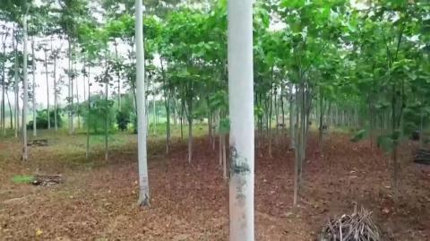 How BALSA Trees Go from Seeds to Industry in Just 5 Years!