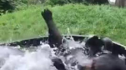 A Bear Enjoying An Outdoor Bath