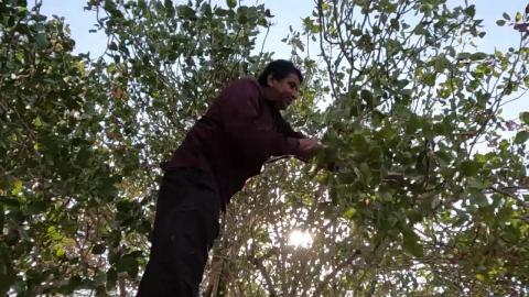 Harvesting and preparing pistachios in the pistachio farm_rural life style of IRAN