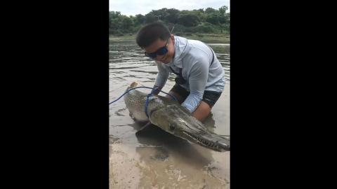 Fishing for Alligator Gar Fish
