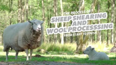 The Long and Complex Process of Wool Processing