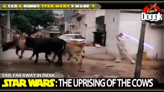 ▶ STAR WARS : THE UPRISING OF THE COWS (FAR, FAR AWAY IN INDIA) >> MUST SEE !!