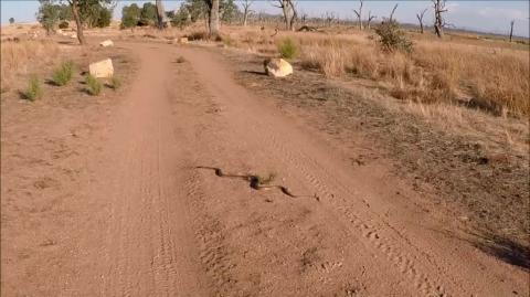 Huge Brown Snake - Straya