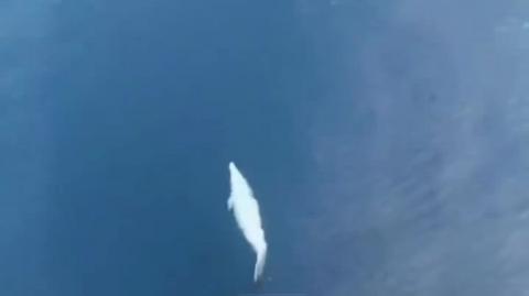 Dolphins Riding the Bow Pressure Wave