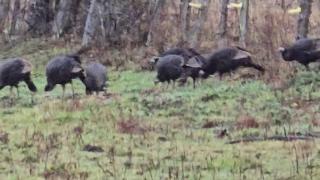 Turkey's visit while hunting Deer