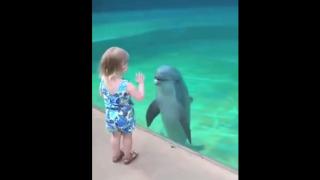 Child Meets Dolphins For The First Time