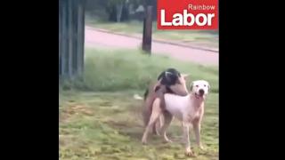 A Feminist's Dog - "Come Home To Mummy!"