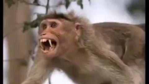 Things That Make You Go Daaamn 61 - Animal Horror