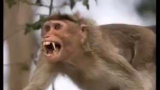 Things That Make You Go Daaamn 61 - Animal Horror