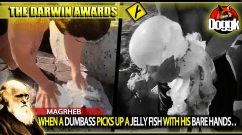 WHEN A DUMBASS PICKS UP A JELLY FISH WITH HIS BARE HANDS.. (MAGHREB) >> IGNORANCE IN ALL ITS FUNNY BEAUTY ^^