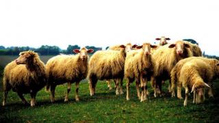 LATIN MGTOW - SEXODUS (EL EXODO MASCULINO) - Serie principal - Capitulo 34