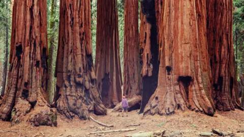 Where does a Tree get it's Bulk