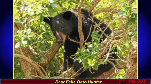 Bear Falls Onto Hunter