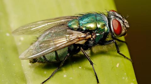 The Dying Blowfly that Sounds like an  Electrical Short