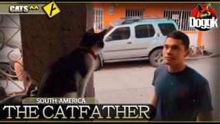 THE CATFATHER.. (SOUTH-AMERICA) >> FUNNY !
