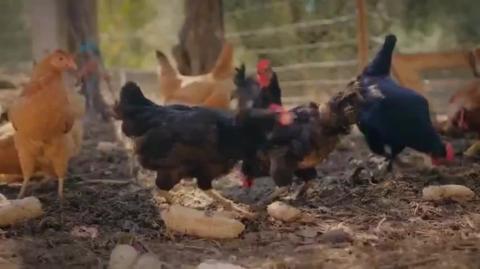 How AMISH Feed Animals Without The Feed Store
