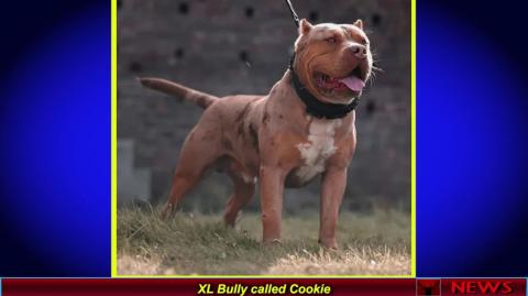 XL Bully called Cookie