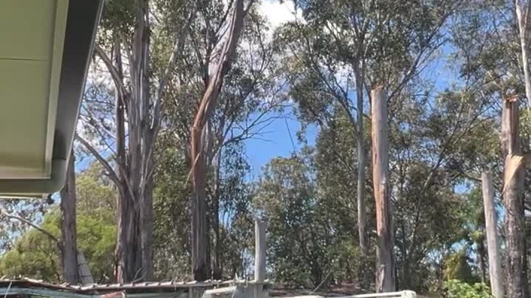 What a Gum Tree dropping a Big Branch - REALLY - sounds like. See ...