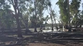 Three and a half meter croc taking a water buffalo