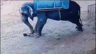 ELEPHANT STOMPS OUT DUMB CURRYCEL