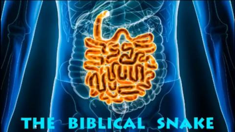 The Carburettor Diet & the Biblical Snake