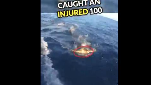 This Turtle Had An Unexpected Saviour