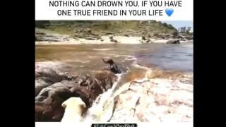 Dog Saves Dog Friend