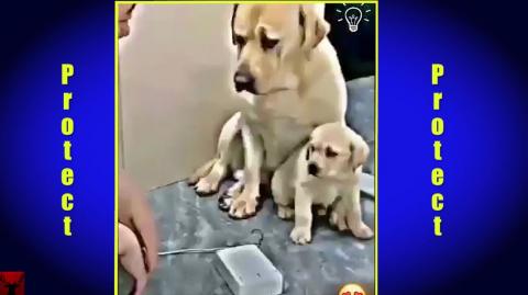 Dogs Are Great